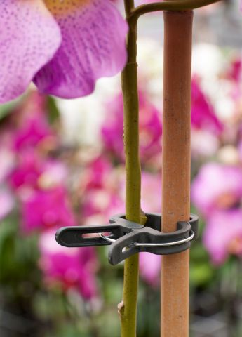 Nature Plantenclips 24mm - Klim- en Geleide Artikelen - Accessoires - 10 stuks
