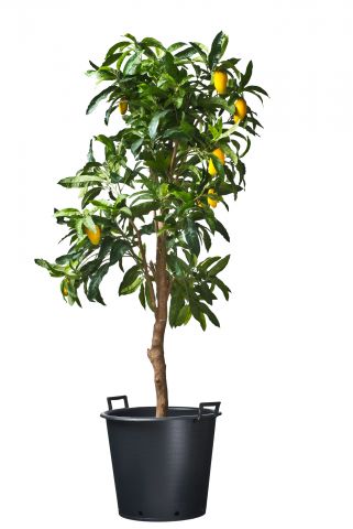 Nature Plantcontainer Ritzi - Kweekbenodigdheden - 