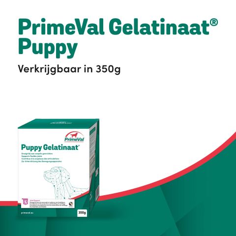 Primeval Gelatinaat Puppy - Voedingssupplement - 350 gram
