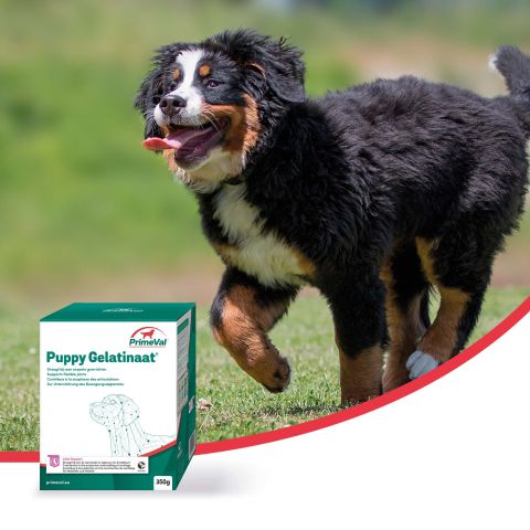 Primeval Gelatinaat Puppy - Voedingssupplement - 350 gram