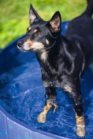 Beeztees - Hondenzwembad -Waterspeelgoed - Blauw - M - 120x30cm
