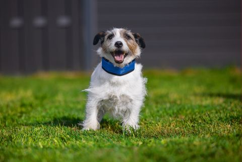 Beeztees Quick Cooler IZI - Halsbanden Hond - Blauw