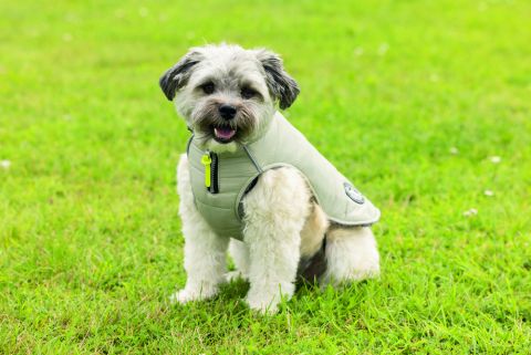 Beeztees Bobby - Hondenjas - Taupe