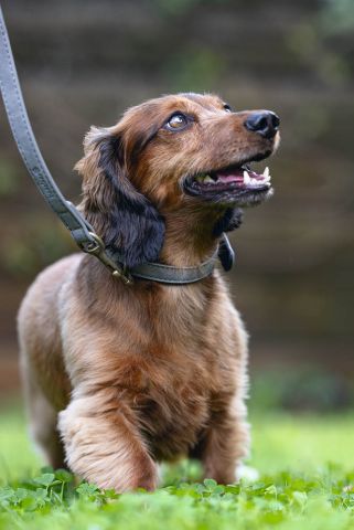 Beeztees Balacron - Halsband Hond - Grijs