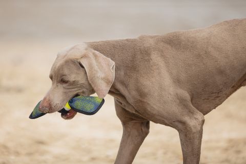 Beeztees Fetch Wing Tennisbal -Apporteren - Hondenspeelgoed - Blauw - 30x9,5x6,3 cm