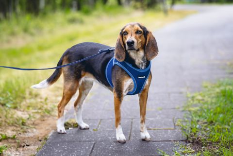 Beeztees Parinca Instaptuig - Hondentuig - Blauw