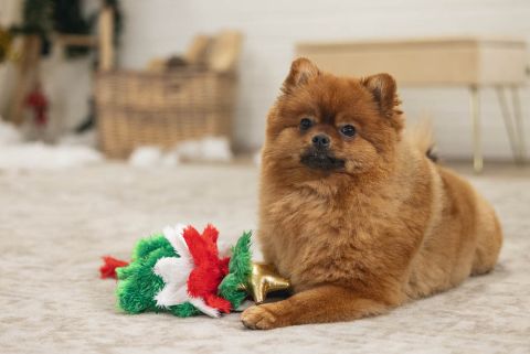Beeztees Kerstboom - Knuffel - Flowtouw- Kerst Hondenspeelgoed - 