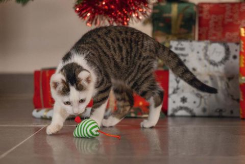 Beeztees Kerstmuizen - Kattenspeeltje - Rood/Groen - 10x4x4 cm - 4 stuks