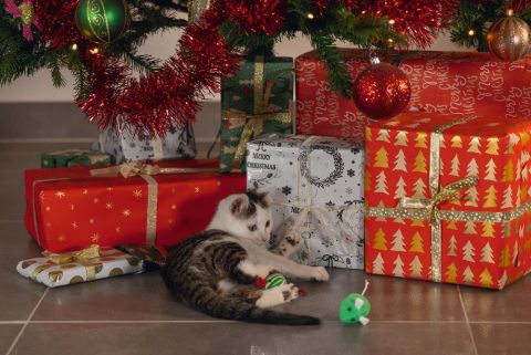 Beeztees Kerstmuizen - Kattenspeeltje - Rood/Groen - 10x4x4 cm - 4 stuks