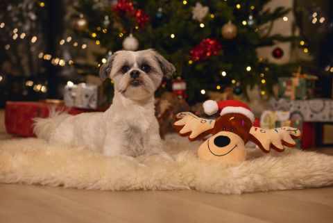 Beeztees Rudolph - Knuffel - Hondenspeelgoed - Bruin - 36x23x8 cm