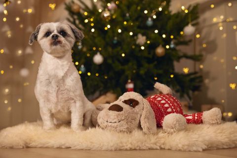 Beeztees Comet - Knuffel - Hondenspeelgoed - Multi - XL - 45x46x13 cm