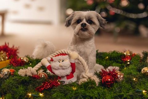 Beeztees Kerstman met Touw - Knuffel - Hondenspeelgoed - Rood/Wit - 20x18x9 cm