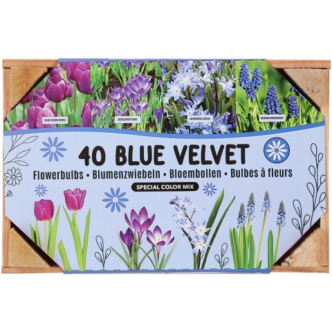 Florex Bloembollen mix - in Kistje - Multi - 40 stuks
