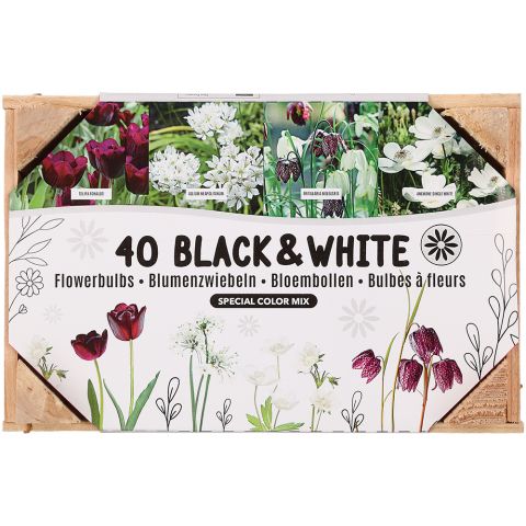 Bloembollenmix Black&White - Bloembollen - Zwart-wit - 40 stuks