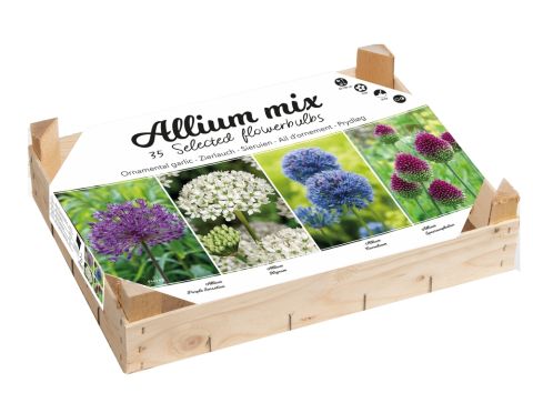 Allium Sieruien - Bloembollen - Gemengd - 35 stuks