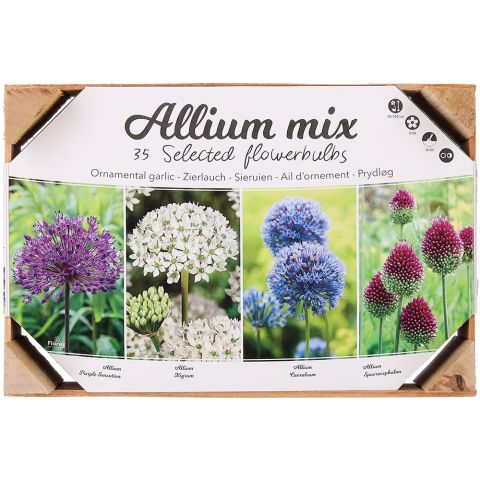 Allium Sieruien - Bloembollen - Gemengd - 35 stuks
