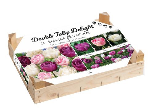 Florex Tulpen Bloembollen mix - in Kistje - Roze - 20 stuks