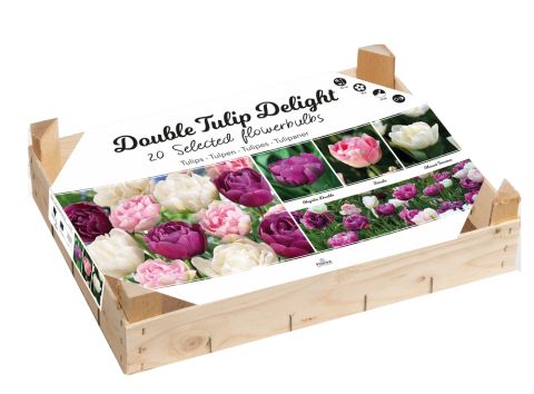 Tulp Double Delight - Bloembollen - Gemengd - 20 stuks