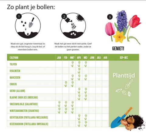 Tulp Triumph - Bloembollen - Gemengd - 20 stuks