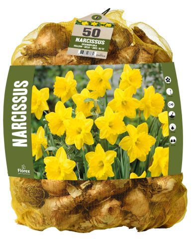 Florex Narcissen Voordeelverpakking  - Bloembollen - Geel - 50 stuks
