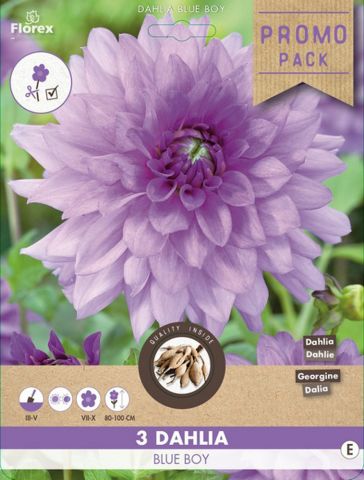 Dahlia Blue Boy Dekoratief.