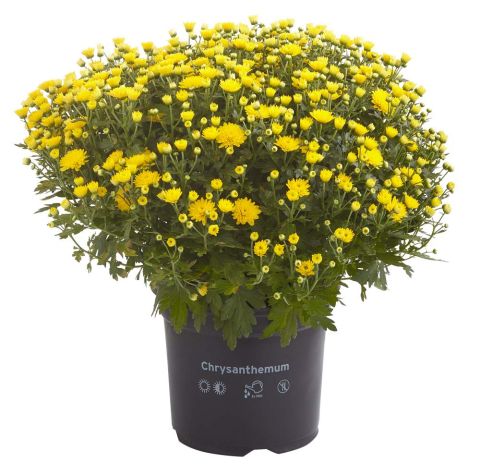 Bolchrysant - Eenjarige plant - Diverse kleuren