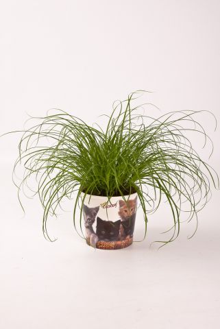 Kattengras (Cyperus) - Kamerplant - ⌀ 12 cm