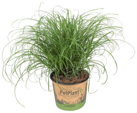 Kattengras (Cyperus) - Kamerplant - ⌀ 12 cm