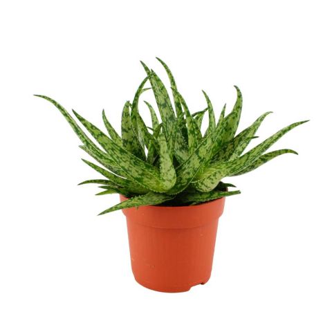 Aloe spider (spinnenaloe) - Kamerplant - ⌀ 10,5 cm