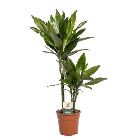 Drakenbloedboom (Dracaena) Mix - Kamerplant - ⌀ 17 cm