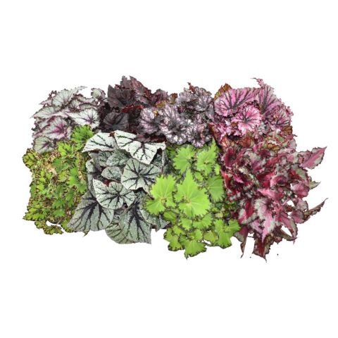 Bladbegonia - Kamerplant - ⌀ 12 cm