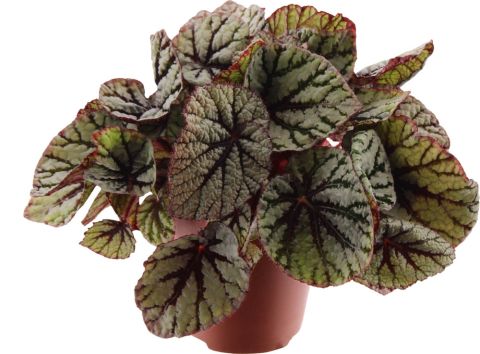 Bladbegonia - Kamerplant - ⌀ 12 cm