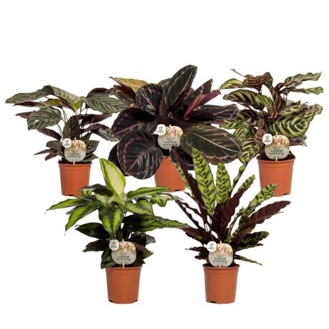 Calathea Mix - Kamerplant - ⌀ 14 cm