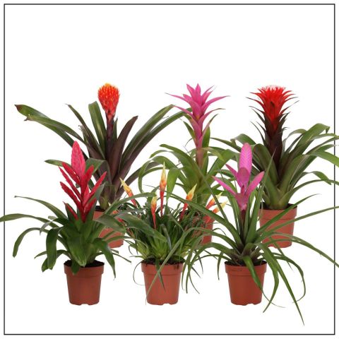 Bromelia - Kamerplant - ⌀ 12 cm - Meerkleurig