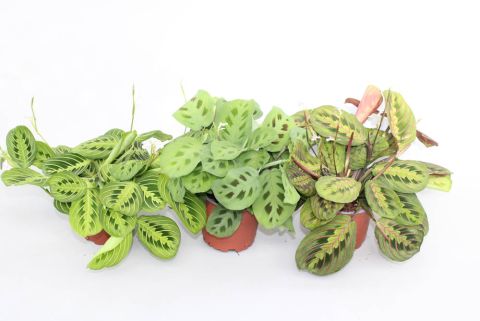 Gebedsplant (Maranta) - Kamerplant - ⌀ 12 cm
