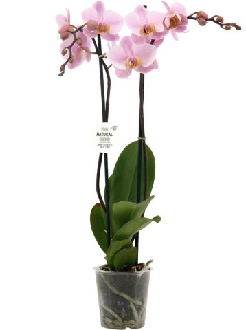 Orchidee (Phalaenopsis) - Kamerplant - Meerkleurig - ⌀ 12 cm