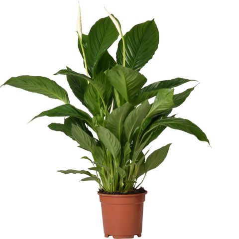 Spathiphyllum Vivaldi (lepelplant) - Kamerplant - ⌀ 17 cm - Wit
