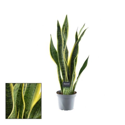 Sanseveria (vrouwentong) Breedbladig - Kamerplant - ⌀ 12 cm