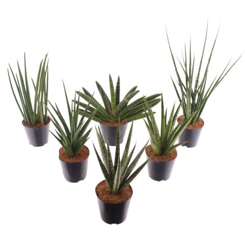 Sanseveria (vrouwentong) Luxe Mix - Kamerplant - ⌀ 12 cm