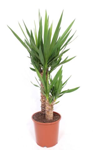 Yucca (palmlelie) - Kamerplant - ⌀ 21 cm