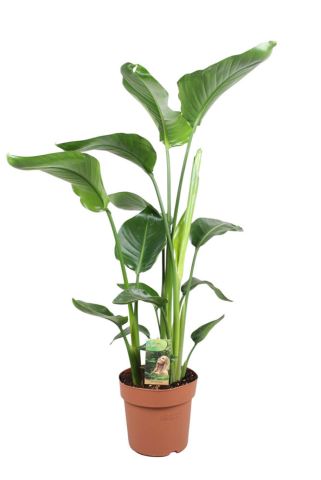 Strelitzia Nicolai (paradijsvogelplant) - Kamerplant - ⌀ 21 cm