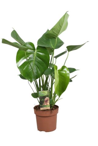 Monstera (gatenplant) - Kamerplant - ⌀ 21 cm