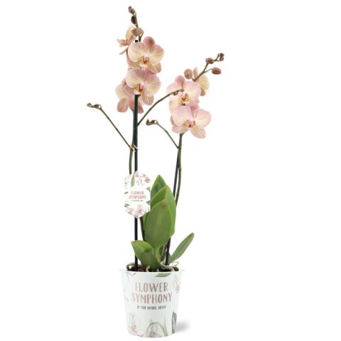 Orchidee (Phalaenopsis Flower Symphonie) - Kamerplant - Meerkleurig - ⌀ 12 cm