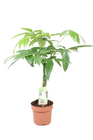 Geldboom (Pachira Aquatica) - Kamerplant - ⌀ 17 cm