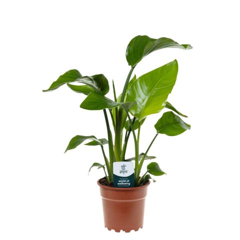 Strelitzia Nicolai (paradijsvogelplant) - Kamerplant - ⌀ 17 cm