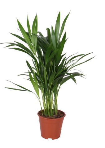 Dypsis (goudpalm) - Kamerplant - ⌀ 14 cm