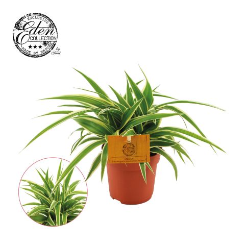 Graslelie (Chlorophytum Ocean) - Kamerplant - ⌀ 10,5 cm
