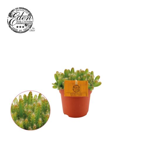 Hylocereus Undatus (cactus) - Kamerplant - ⌀ 10,5 cm