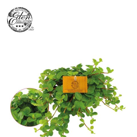Peperomia Rotindifolia - Kamerplant - ⌀ 10,5 cm