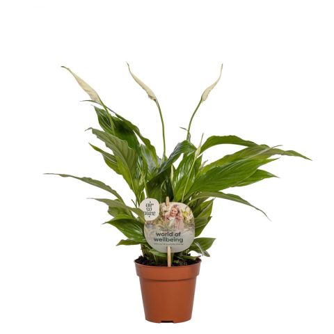 Spathiphyllum Torelli (lepelplant) - Kamerplant - Wit - ⌀ 12 cm